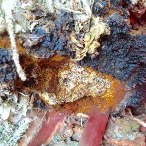The Benefits of Chaga Image